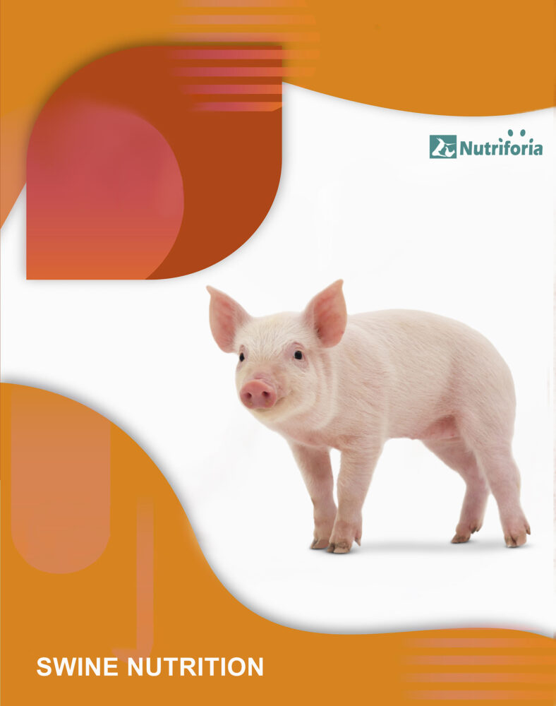 swine nutrition